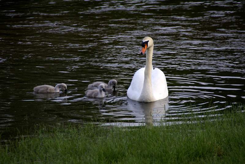 Schwaene auf der Sauer Bild Nr.064